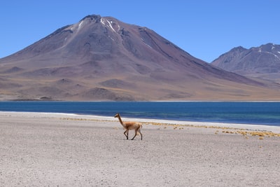 Water near brown llama
